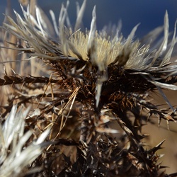 2016-12 France/Le Semnoz/DSC_0157.JPG